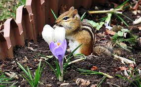 Chipmunks are ruining my garden