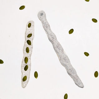 Pepin - pods seeds need