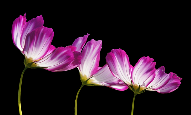 flowers-2708995.png