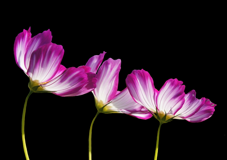 Three mauve crocuses on a dark background