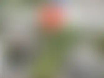 Transform Your Outdoor Living Space: The Ultimate Guide to Pergolas and Gazebos!