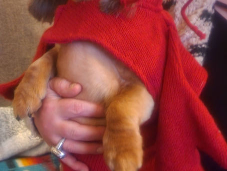 Happy Dachshund-WEEN