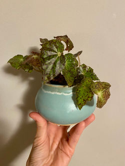 Planter