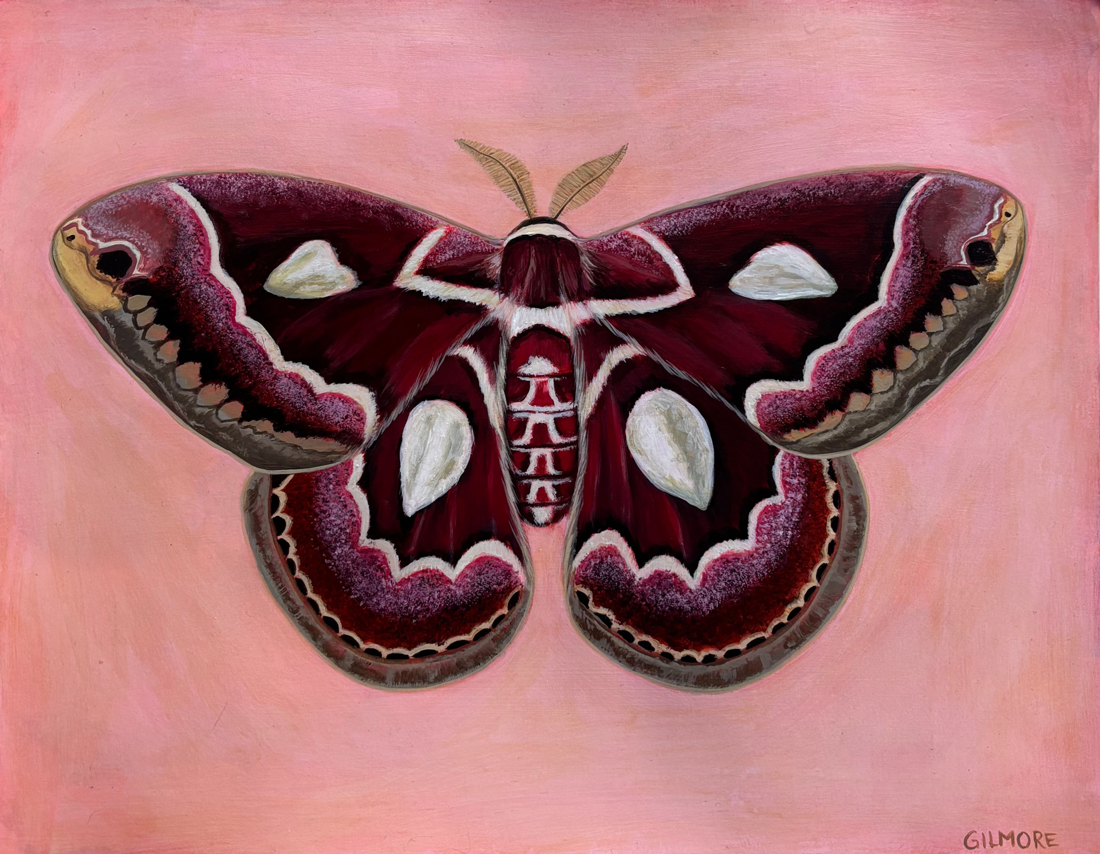 Tropical American Silkmoth - Original Painting