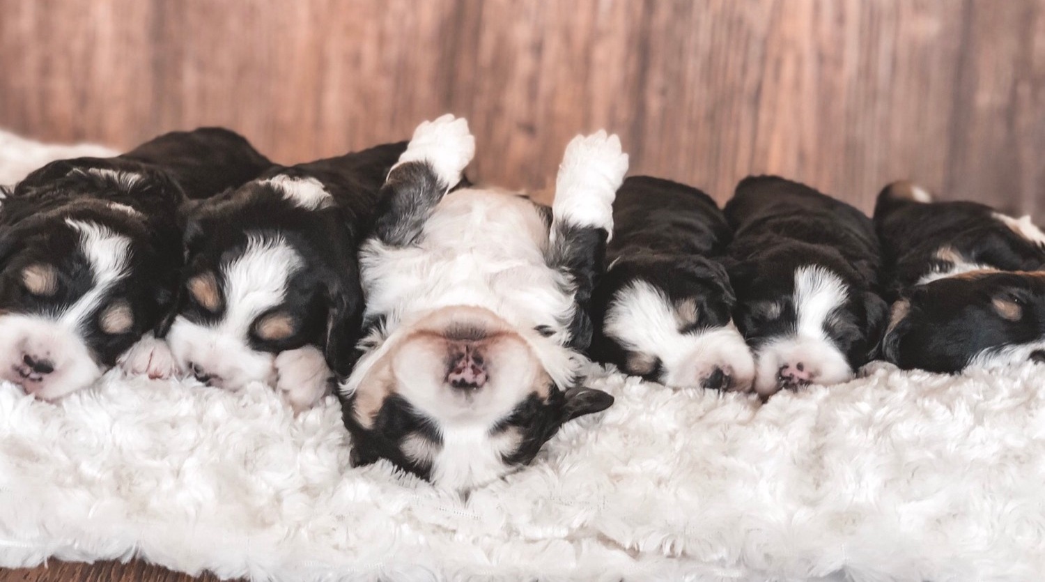 Iowa Country Lane Bernedoodles Mini Bernedoodle Breeder