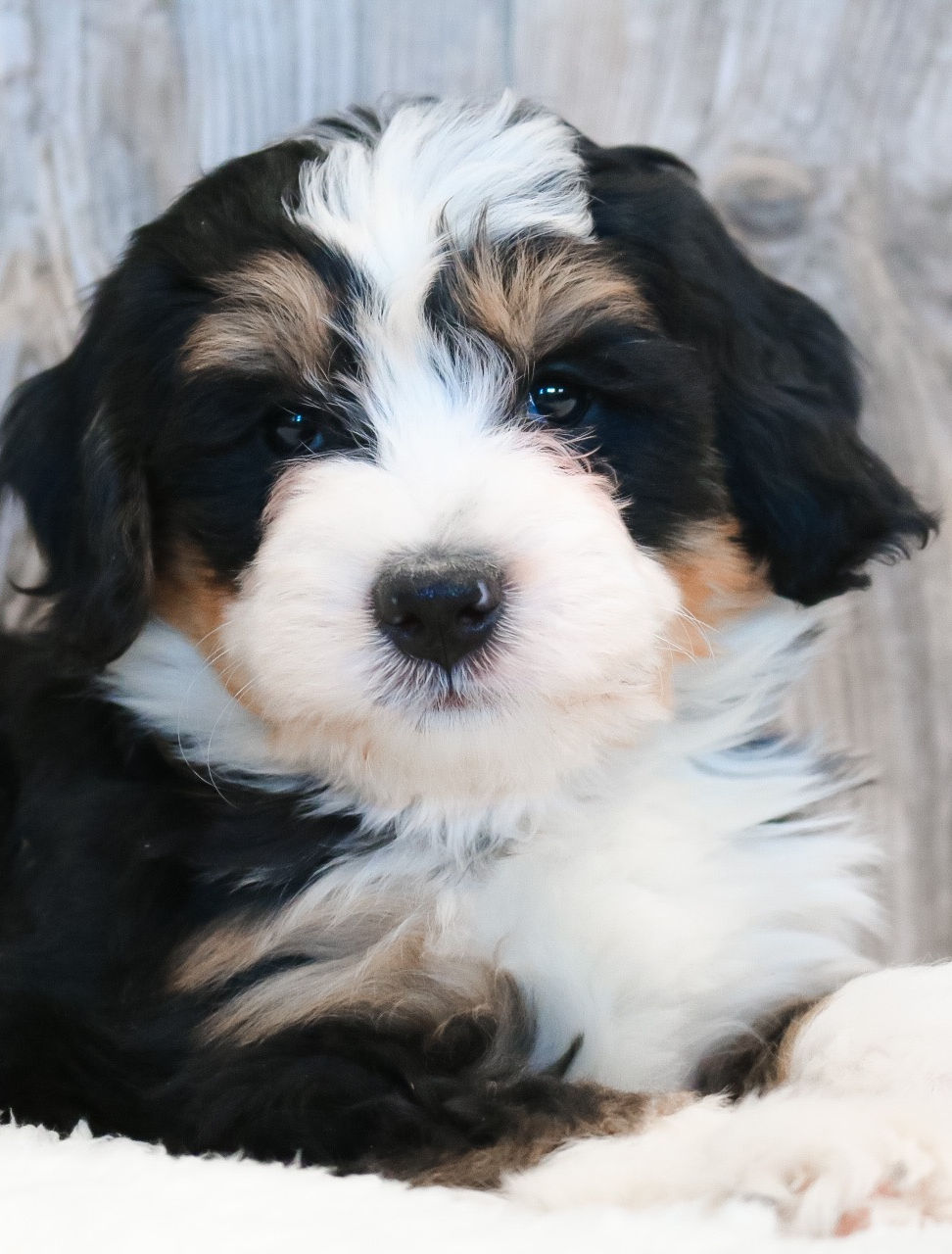 Tri Color Best Mini Bernedoodle Breeders Mini Bernedoodle Puppies