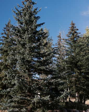Pine trees for a tranquil Silence Retreat in Utah