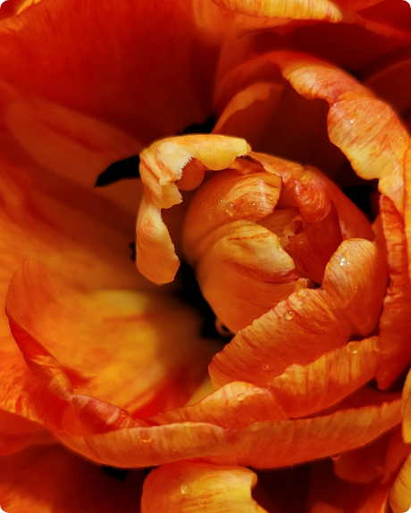 Close-up of vibrant orange flower petals