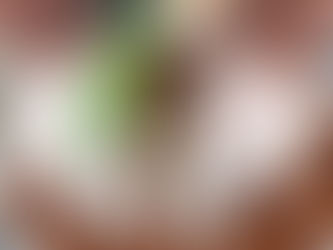 Unleashing Green Magic: Harnessing the Power of Coconut Coir for Gardening Glory