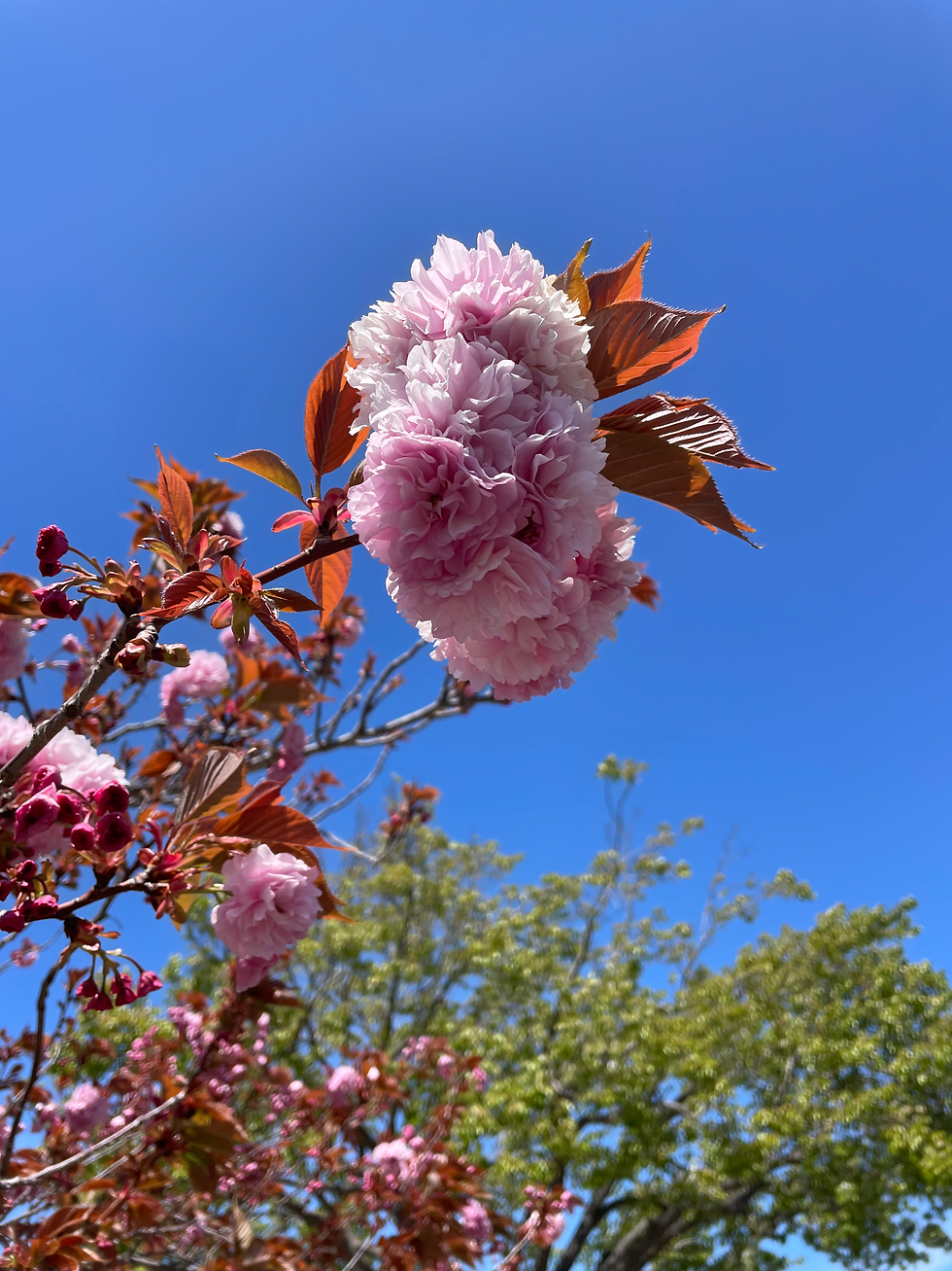 Pink Flowers