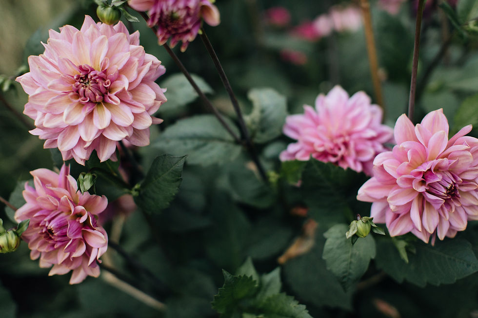 Dahlia Bowl Workshop