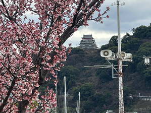 Za najskoršími sakurami v Japonsku: Atami