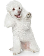 toy-poodle-main.jpg