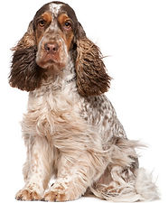 cocker.jpg