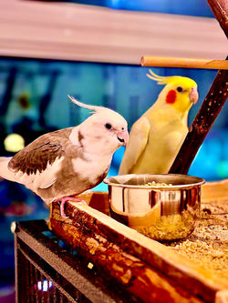 Nimbus & Sunshine the Parakeets