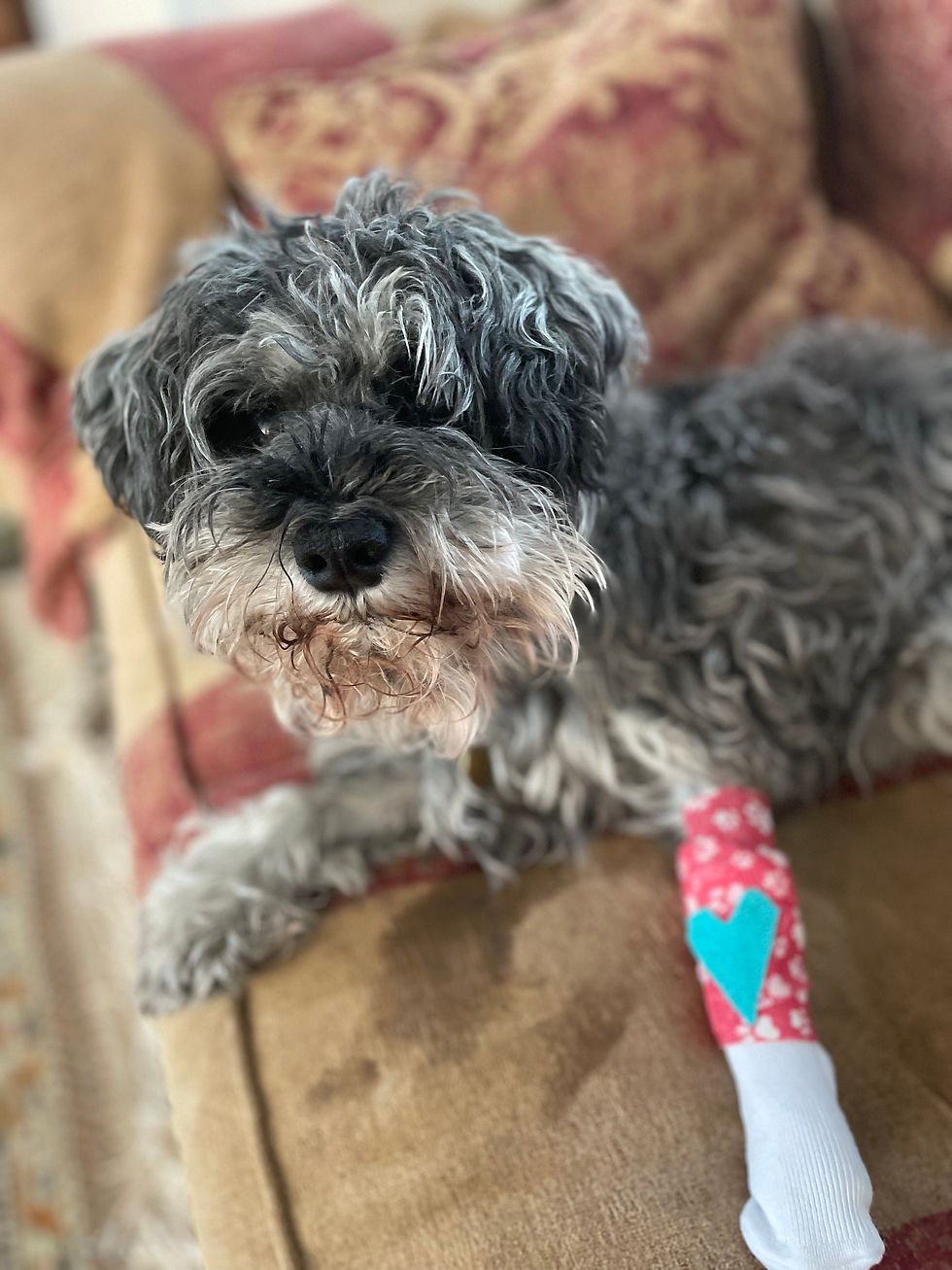 Close-up view of a pet sitter gently checking a cat’s surgical wound at home