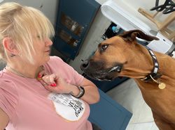 Our largest client - Archer the Sighthound