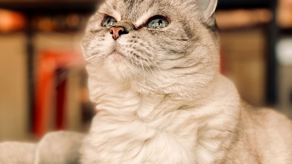 Close-up view of a senior cat resting on a soft blanket near a window with snow outside