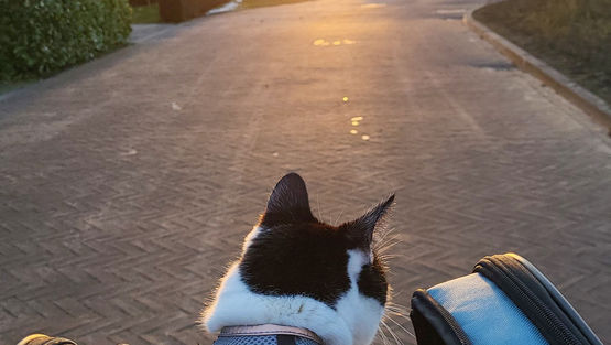 Ben ik nu een kattenvrouwtje?