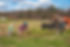 Chicory Creek 4.jpg