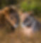 mpingo-adventures-loions.jpg