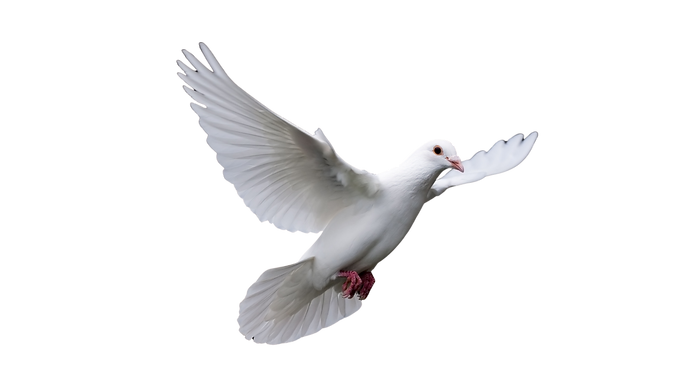 dove of piece_wix.png