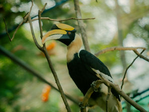 Wildlife Encounters in KhaoSok: What Awaits You in Thailand’s Ancient Jungle