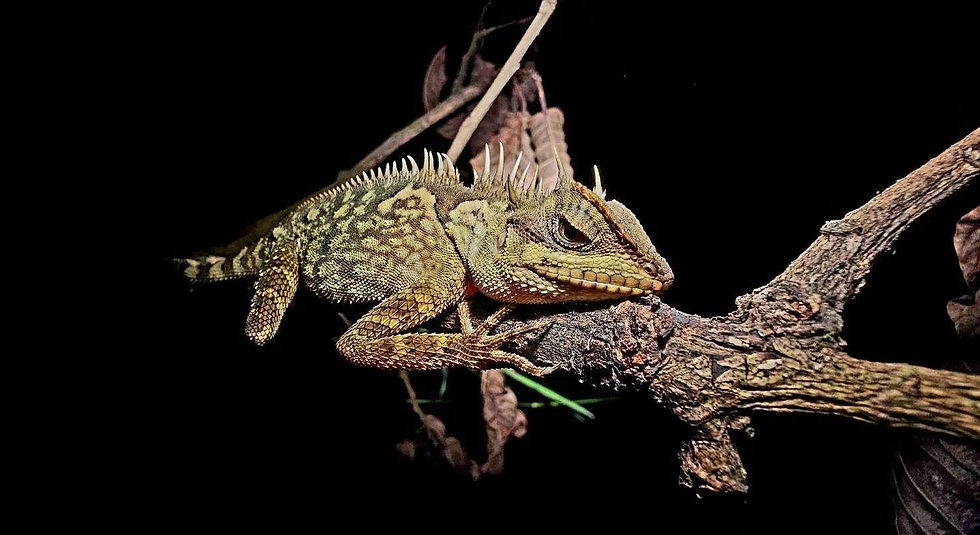 Spiny lizard resting on a branch against a black background, green and brown scales lit dramatically.