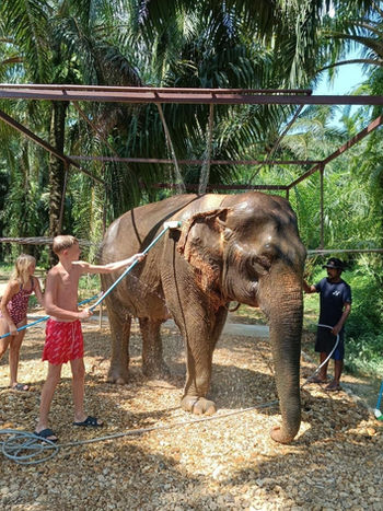 Traveler standing near an elephant in a shaded enclosure surrounded by Khao Sok greenery