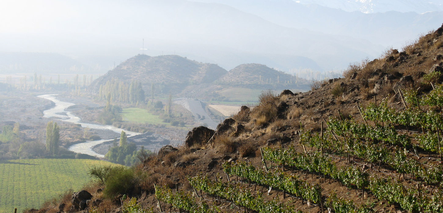 Vignes de la vallée de Aconcagua au Chili