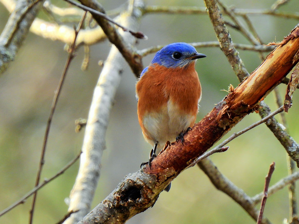 The Coronavirus Disease (COVID-19)Virus Has Shelves Empty