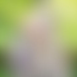 4月新番戀愛喜劇《杜鵑婚約》台日零時差同步播出!