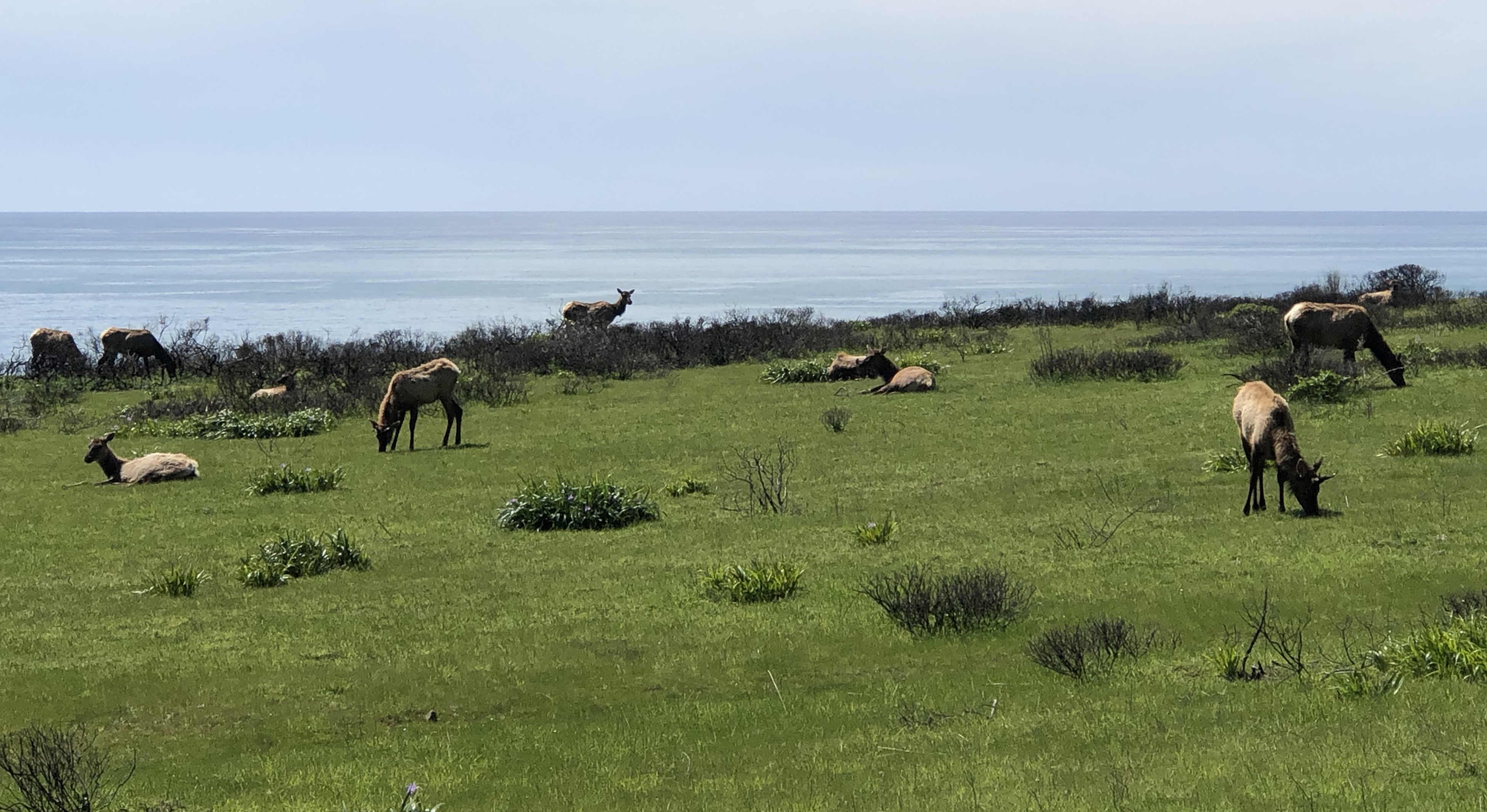 Elk in the Sinkyone