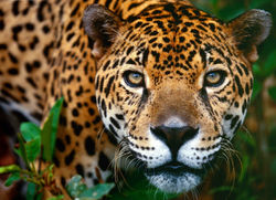 JAGUAR