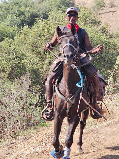 טיולי סוסים