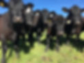IMG_0711.jpeg