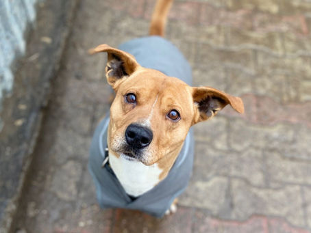 42 Hundemäntel für Bea – eure Hilfe ist angekommen