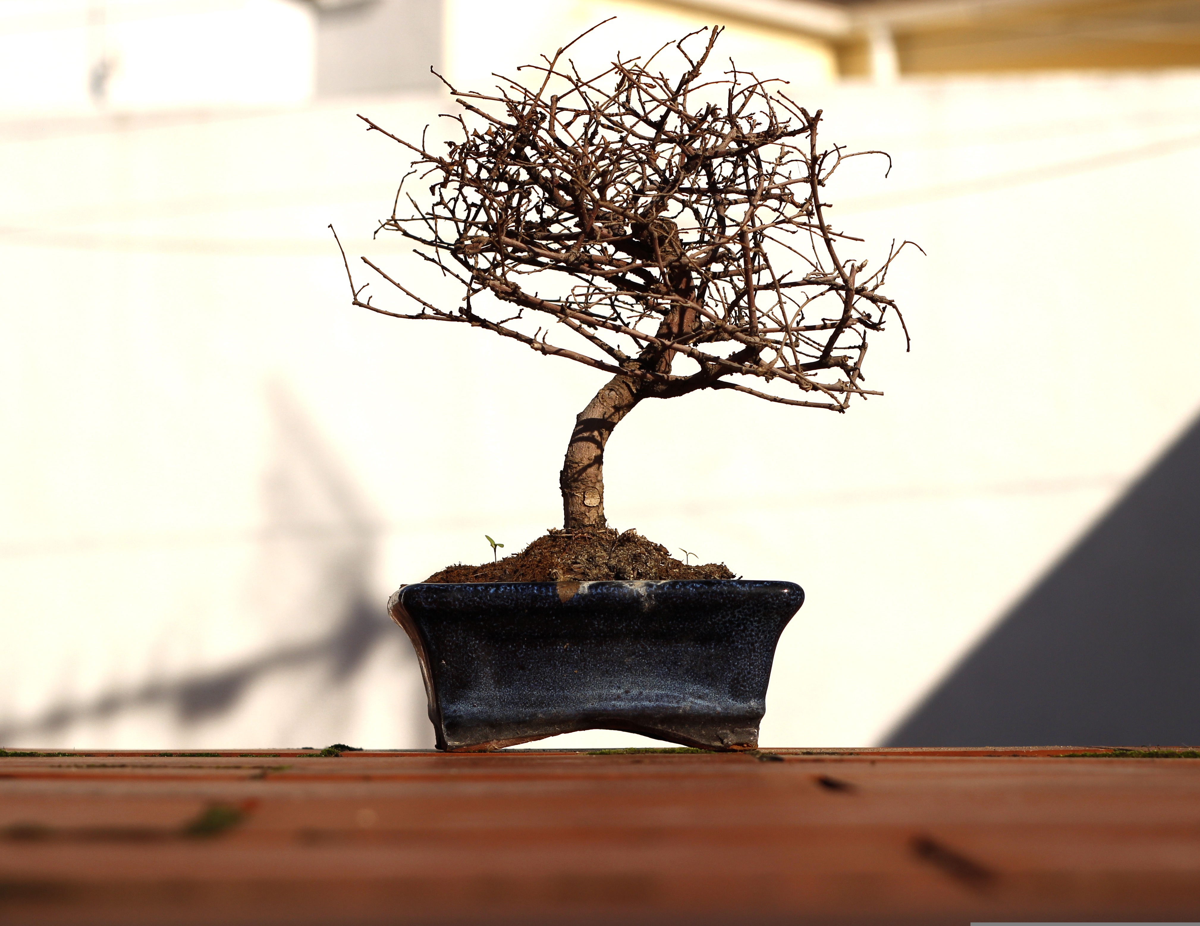 Kleine bonsaiboom in een donkere pot