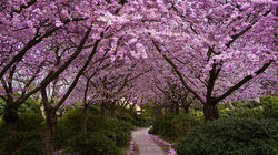 cherry-blossom-wallpaper-widescreen-wallpaper