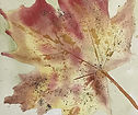 Watercolour Autumn leaf.jpeg