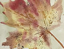 Watercolour Autumn leaf.jpeg