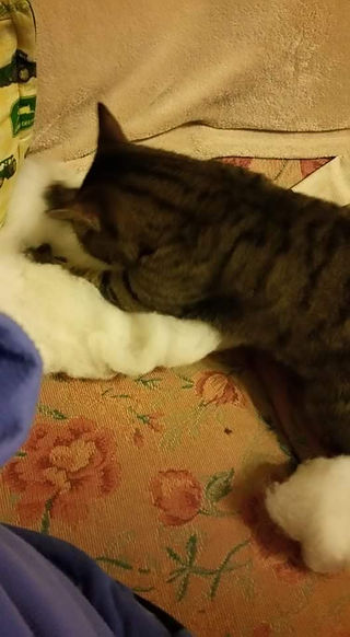 Smonks conditioning the wool