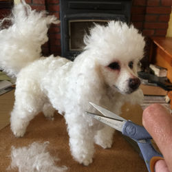ChicktinCreations.Poodle-trim