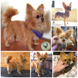 ChicktinCreations.Chihuahua