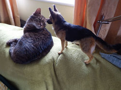 ChicktinCreations.Smonks.GSD