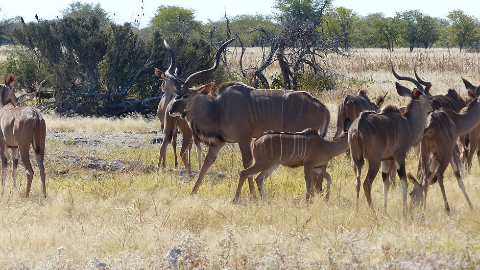 Etosha 6