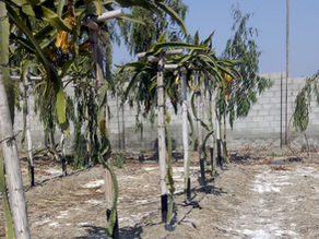 AQUA4D® : A Revolution for the Management of Salt in Soils