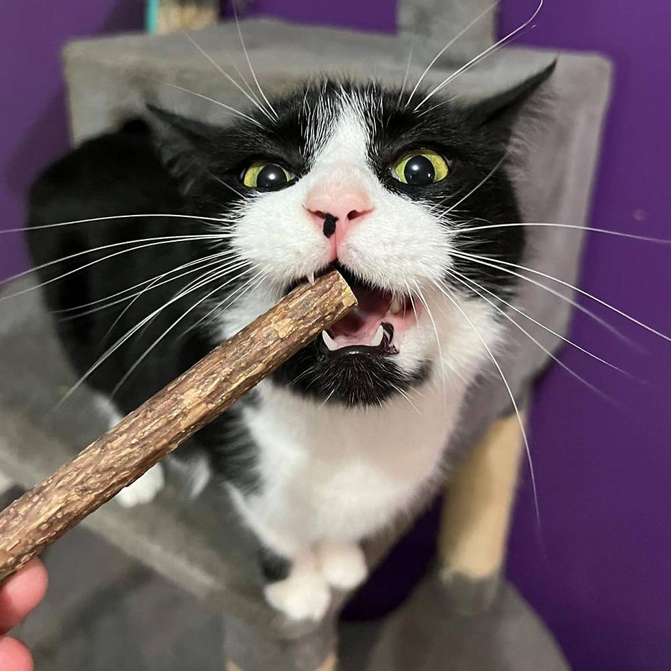 Baton matatabi pour chat - Matatabi chat - Herbe à chat - O Bout de la Plume