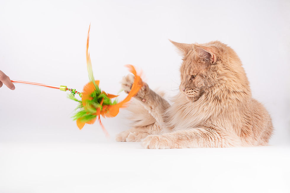 plumeau chat maine coon - O'Bout de la Plume