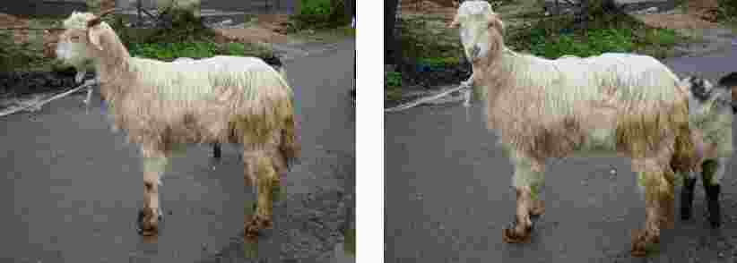 New Animal Breeds Registered